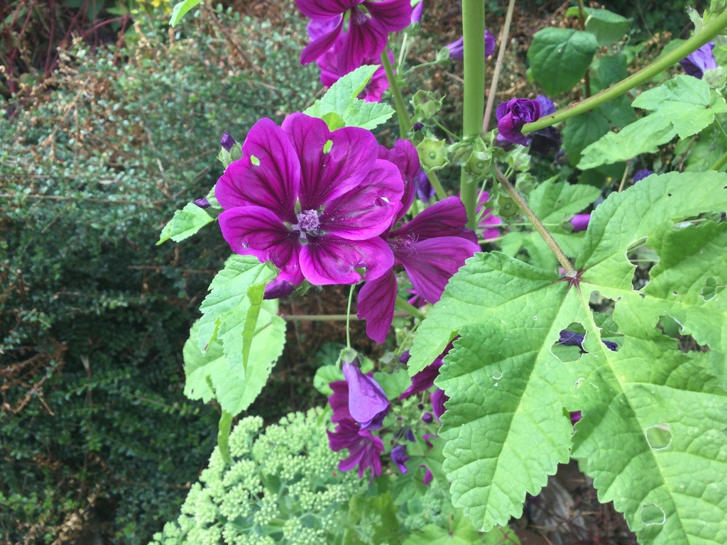 Common Mallow from St Michael's Close, Basingstoke, England, GB on July ...