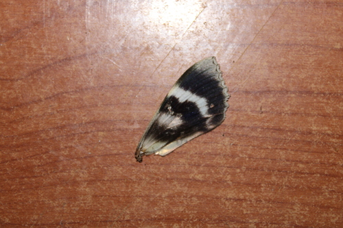 Catocala nupta