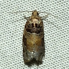 Argyrotaenia kimballi