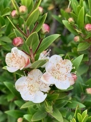 Myrtus communis
