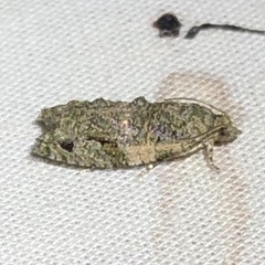 Proteoteras implicata