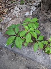 Parthenocissus quinquefolia