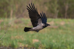 Corvus cornix