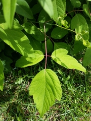 Acer negundo