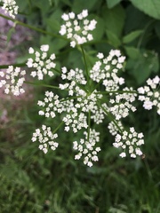 Aegopodium