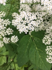 Aegopodium