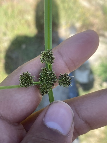 Cyperus difformis