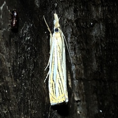 Crambus multilinellus
