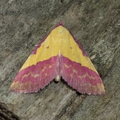 Phytometra rhodarialis