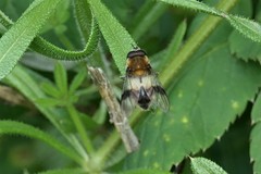Leucozona lucorum