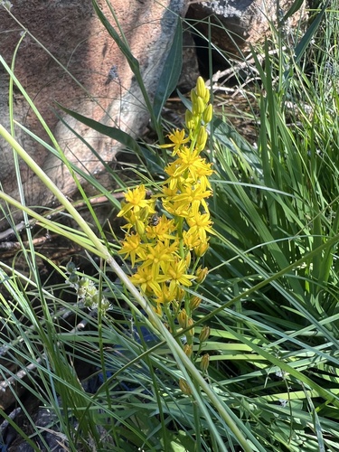 California bog asphodel (Narthecium californicum)