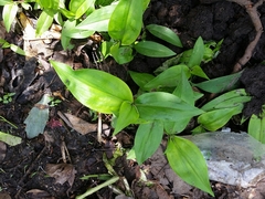 Commelina communis