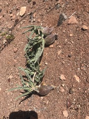 Asclepias macrosperma