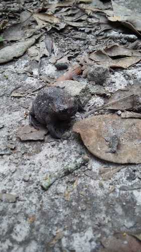 Breviceps fuscus