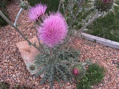 Cirsium neomexicanum