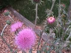 Cirsium neomexicanum