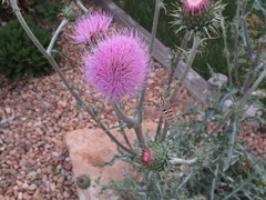 Cirsium neomexicanum