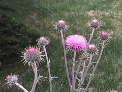 Cirsium neomexicanum
