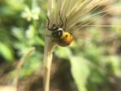 Hippodamia convergens