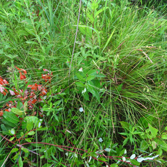 Carex prairea