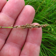 Carex prairea