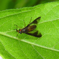 Chrysopsinae
