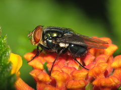 Cochliomyia
