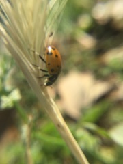 Hippodamia convergens