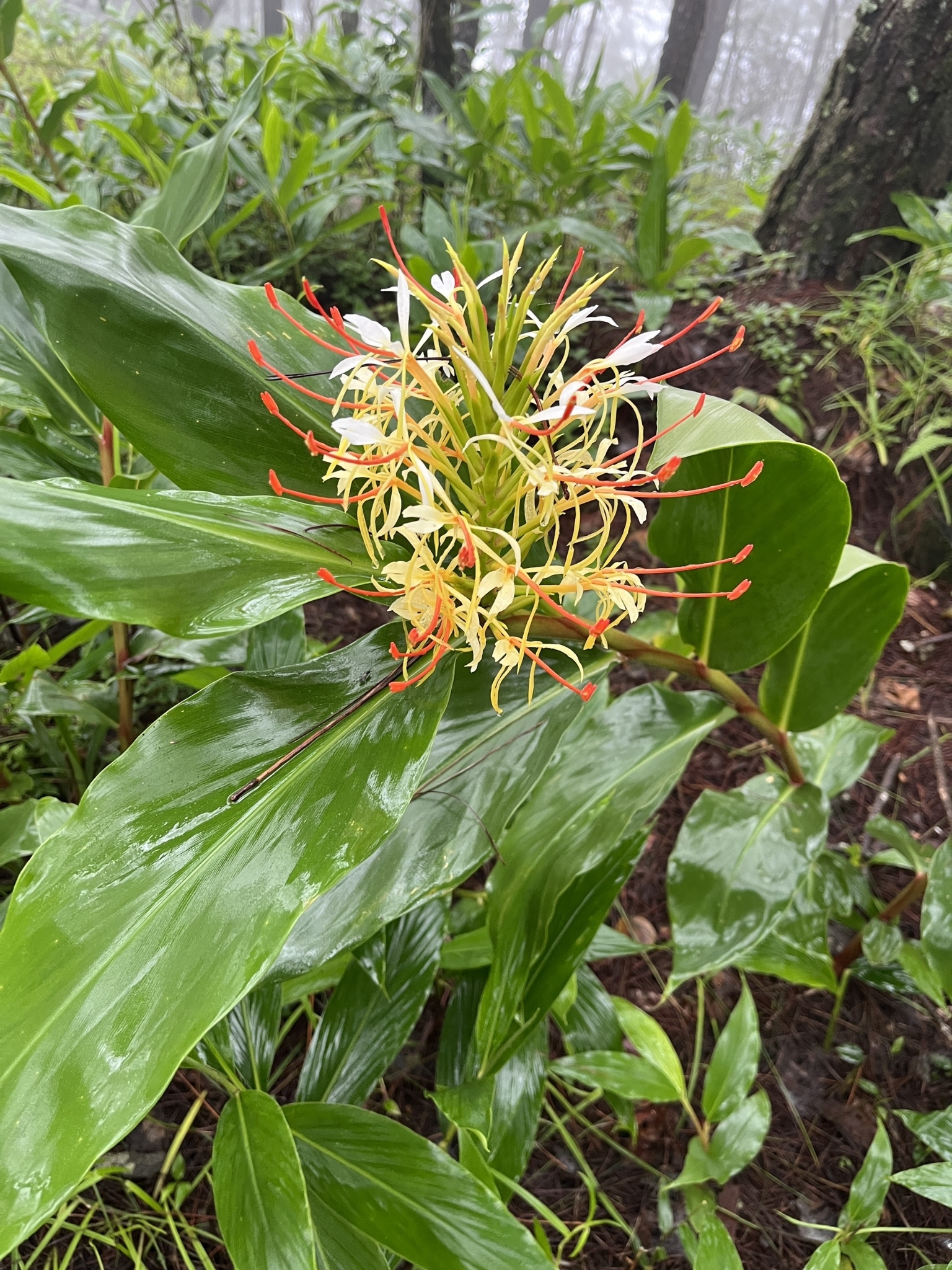 Hedychium yunnanense (Hedychium yunnanense)
