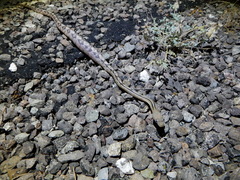 Bogertophis subocularis