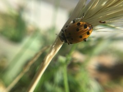 Hippodamia convergens