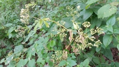 Polytaenia albiflora