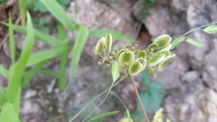 Polytaenia albiflora