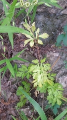 Polytaenia albiflora