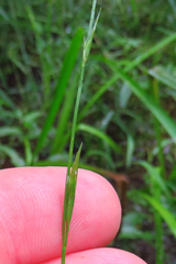 Glyceria acutiflora