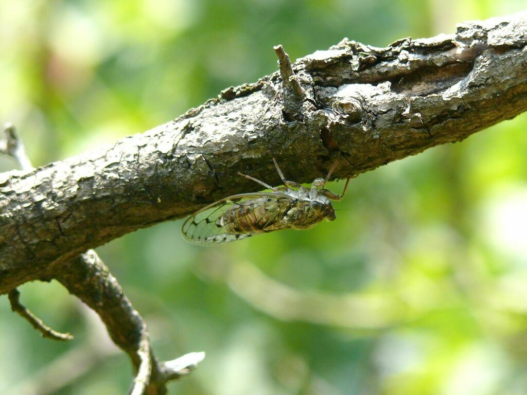 Cicada orni