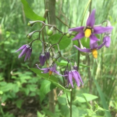 Solanum dulcamara