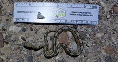 Bogertophis subocularis