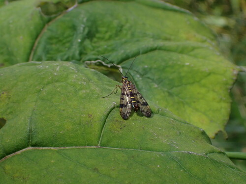 Meadow Scorpionfly, Zoetermeer, Nederland, photo 10 of 10