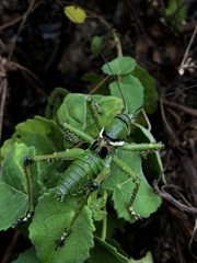 Neobarrettia spinosa