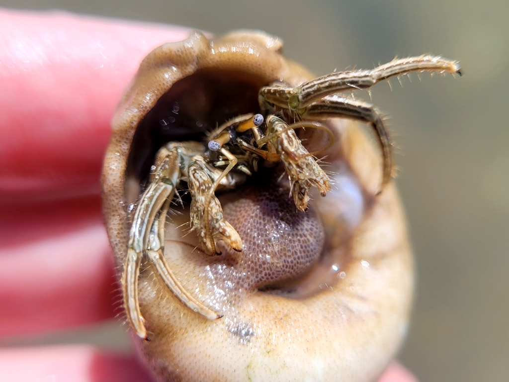 Thinstripe Hermit Crab from CORP CHRISTI, TX 78402, USA on July 22 ...