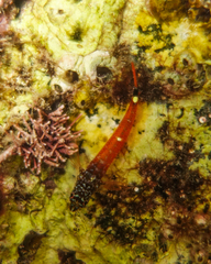 Tripterygion melanurus