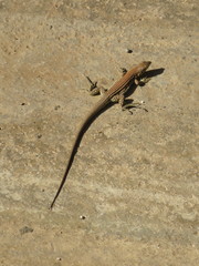 Cnemidophorus arubensis