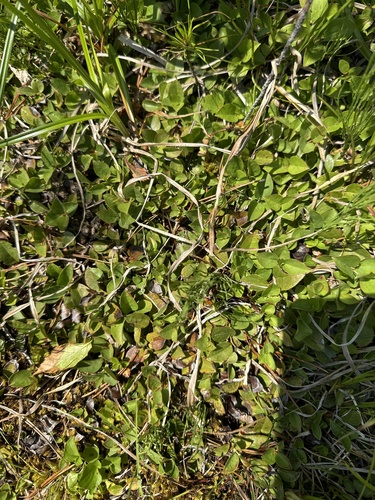 Foto de Gaultheria humifusa