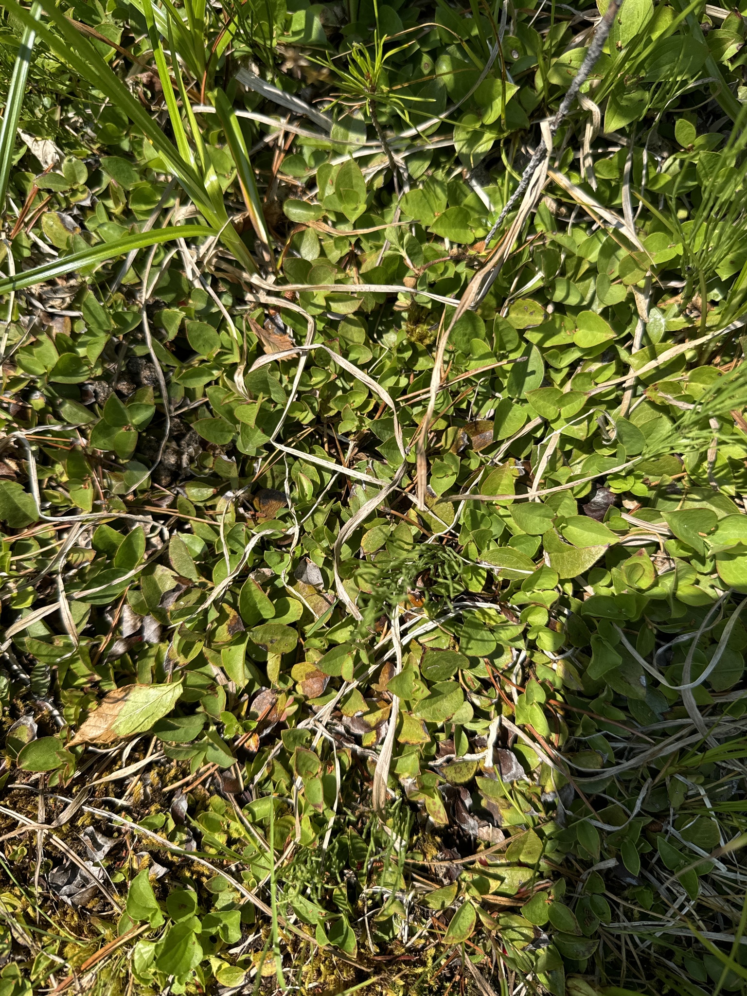 Imagem de Gaultheria humifusa não possui um nome popular amplamente reconhecido no Brasil