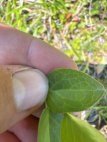 Foto de Gaultheria humifusa