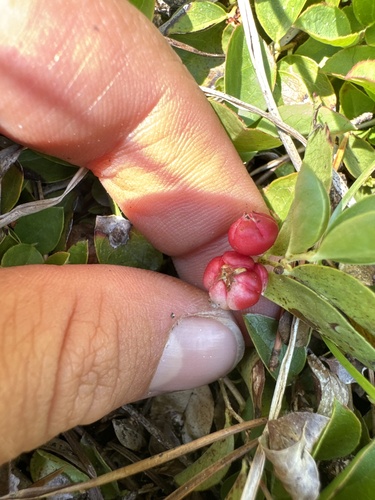 Foto de Gaultheria humifusa