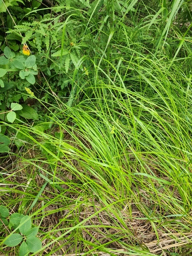 Image of Bear sedge by (c) Norma Malinowski, some rights reserved (CC BY)