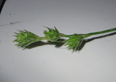 Carex albolutescens
