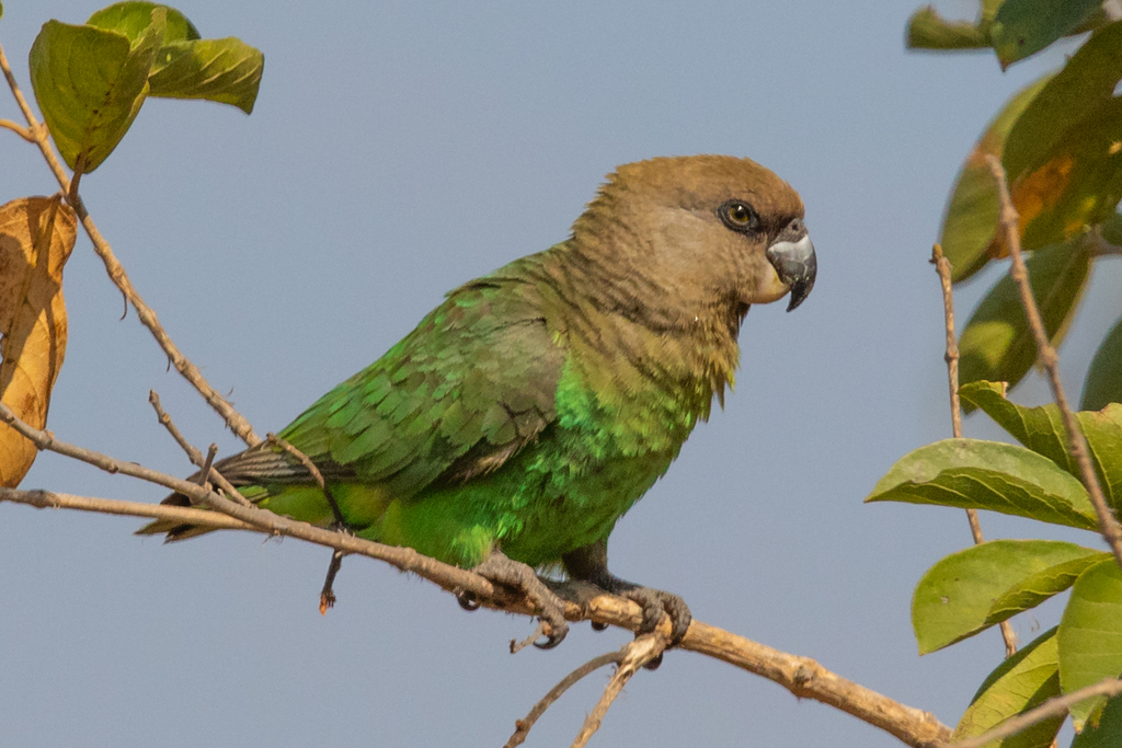 Brown-headed Parrot (Poicephalus cryptoxanthus) photo